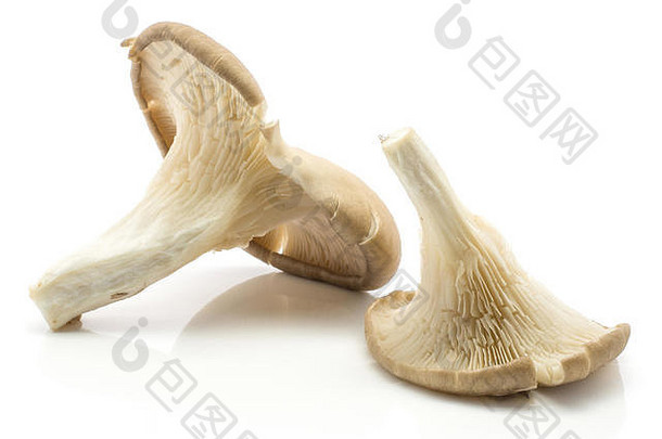 牡蛎蘑菇普通蘑菇鸵鸟孤立的白色背景生未煮过的