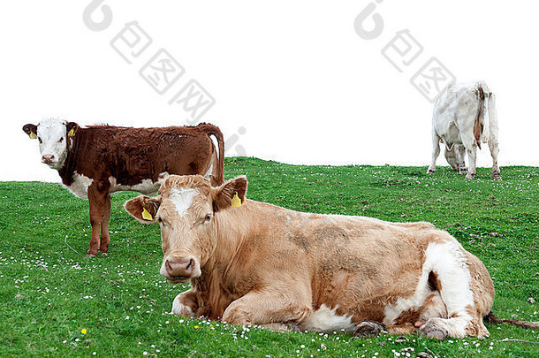牛喂养绿色草县克里爱尔兰野生大西洋