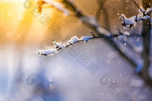 美丽的冬天特写镜头雪分支日落光摘要冬天背景