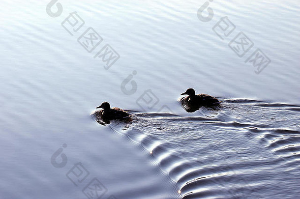 鸭子游泳平静海轮廓波