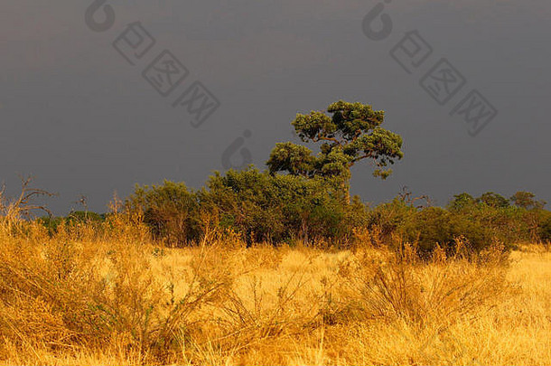 开放平原非洲壮观的树轮廓天空行