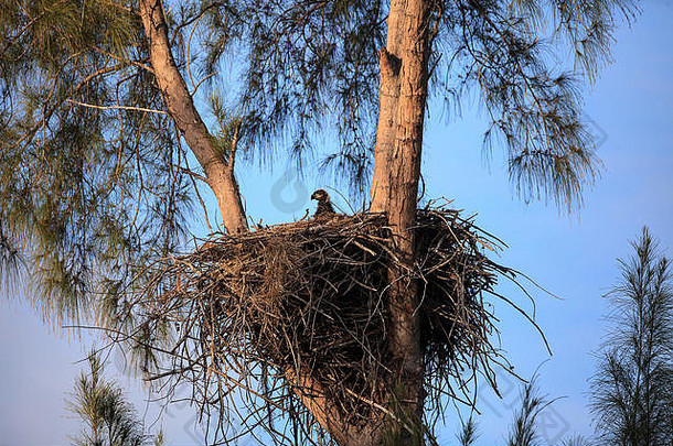 婴儿秃小鹰Haliaeetus白头颅巢马可岛佛罗里达冬天
