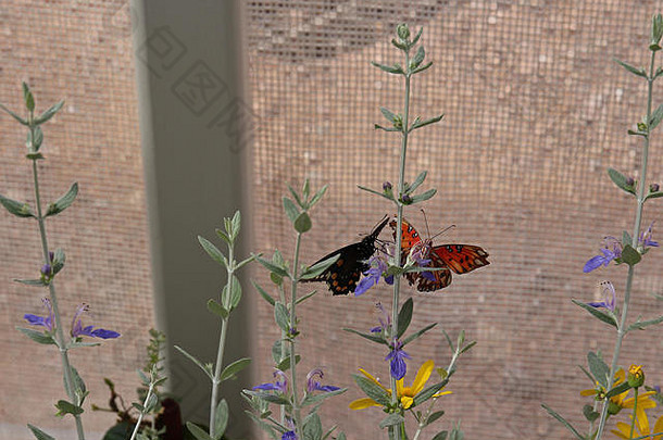 海湾贝母蝴蝶pipevine燕尾服蝴蝶提取花蜜精致的紫色的花蝴蝶展览