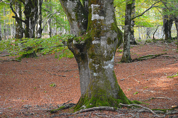 欧洲山毛榉水青冈属sylvatica树塞拉乌尔巴萨-安迪亚自然公园纳瓦拉北部伊比利亚半岛