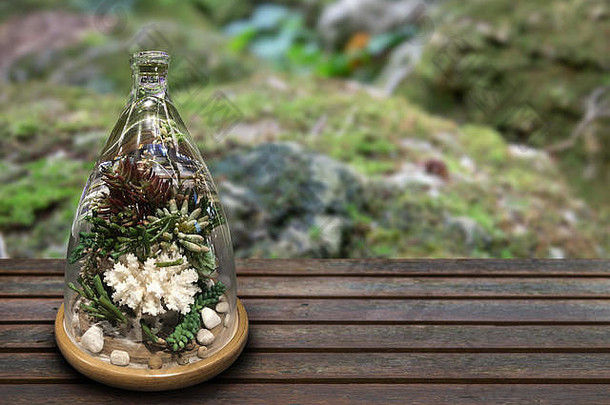 迷你花园deopration玻璃花瓶木模糊森林背景