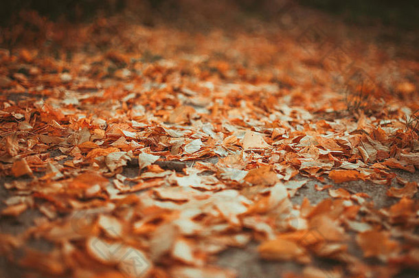 下降黄色的叶子说谎地面特写镜头背景细节金秋天色彩斑斓的季节改变概念自然场景场景壁纸希利