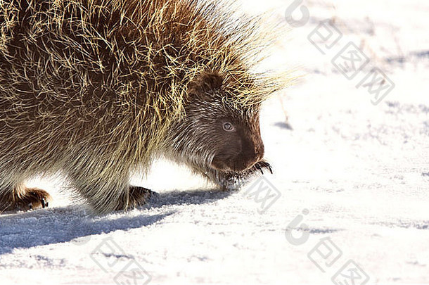 豪猪冬天萨斯喀彻温省加拿大冷冻结美鹅毛笔