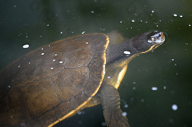 关闭拍摄澳大利亚穆雷河乌龟短脖子乌龟