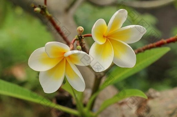 plumeria常见的鸡蛋花属开花植物