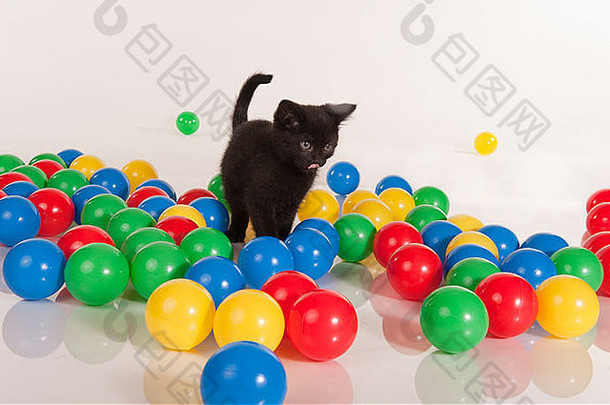 可爱的黑色的小猫玩色彩斑斓的球