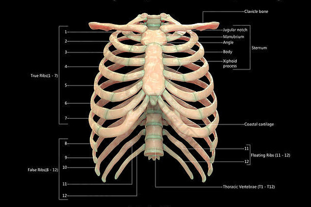 人类骨架系统胸骨架标签设计前视图解剖学