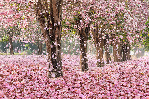 下降花瓣浪漫的隧道粉红色的花树浪漫的开花树自然背景春天季节花背景