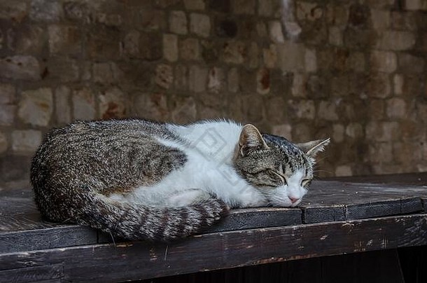 猫睡觉板凳上白色棕色（的）虎斑猫