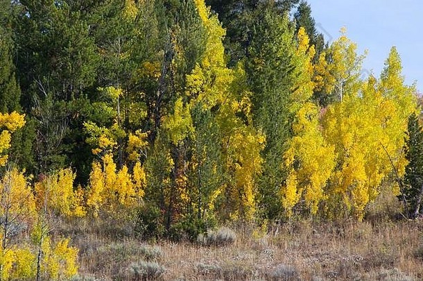 桦木树显示黄色的秋天