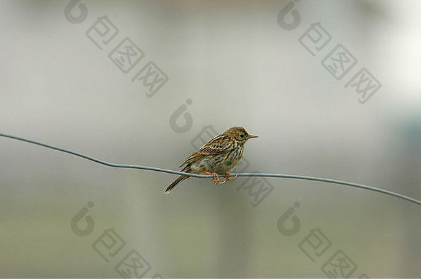 草地皮皮特anthus普拉滕西斯坐在线栅栏长后爪子典型的鸟