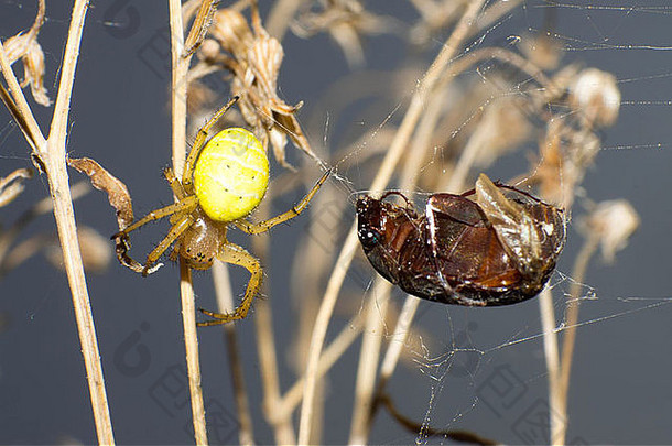 甲虫蜘蛛网卡住了鞘翅目餐