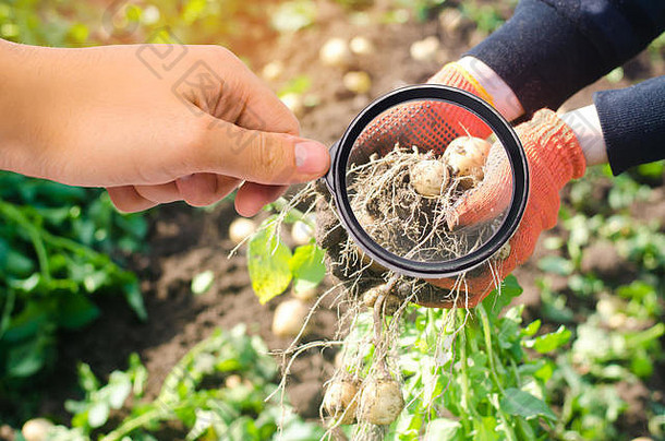 食物科学家检查土豆化学物质农药健康的蔬菜果树栽培学布什年轻的黄色的土豆收获农业斯图