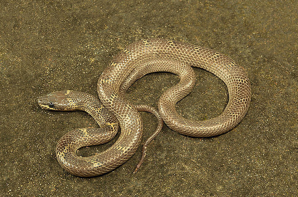 游蛇科常见的狼蛇lycodon奥利库斯龙发南特里普拉邦