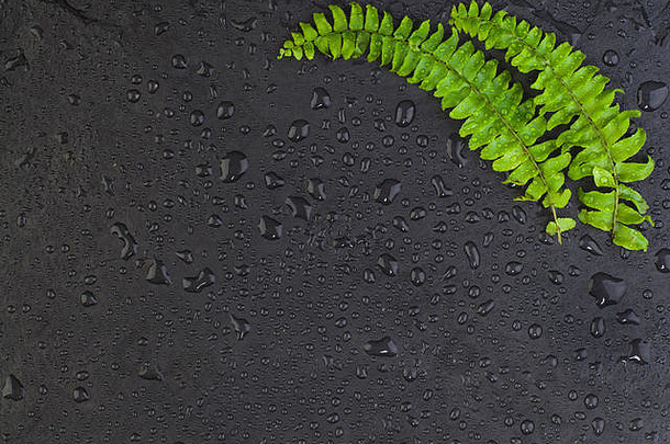 绿色叶子黑色的背景露<strong>水</strong>Herbal植物前视图平躺复制空间
