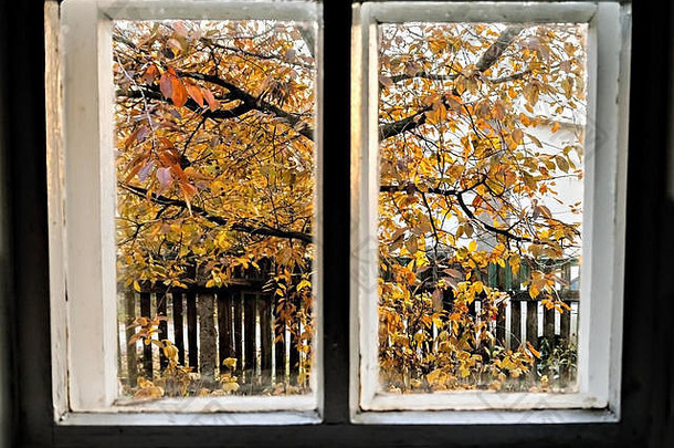 窗口秋天树栅栏