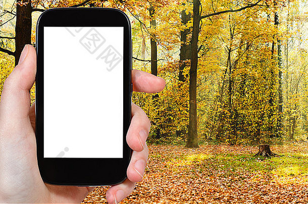 旅行概念手持有智能手机减少屏幕阳光秋天森林背景