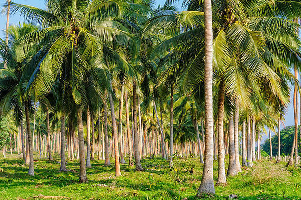 椰子棕榈树种植园Espiritus圣人瓦努阿图