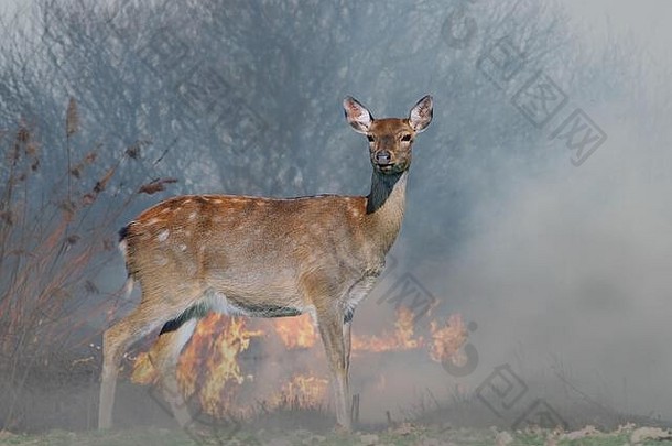 鹿背景燃烧森林野生动物中间火烟
