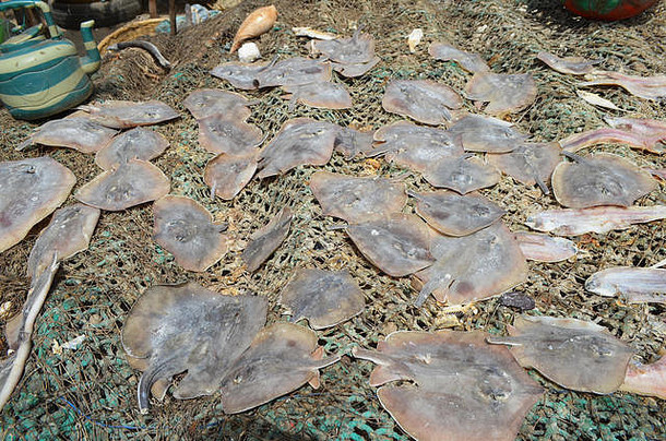 处理区域传统的生产晒干的炖咸沙丁鱼kejax干鱼典礼塞内加尔