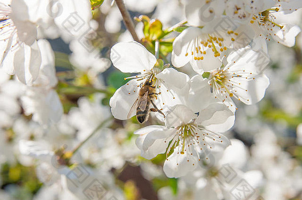 关闭视图蜜蜂收集花蜜花粉白色开花樱桃树分支白色花樱桃花朵