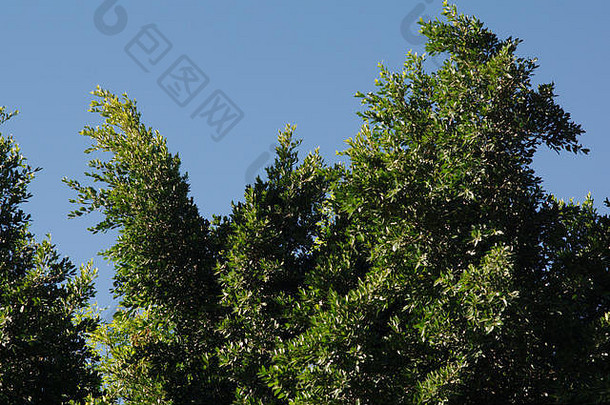 绿色树分支机构叶子明亮的阳光明媚的蓝色的天空三米格尔阿蘭德华 雷 斯公园坎德拉里亚