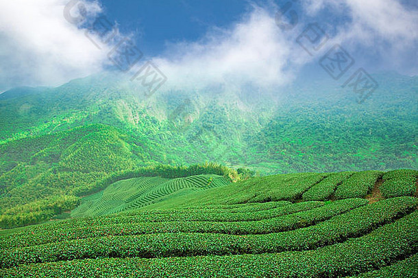 茶种植园高山谷
