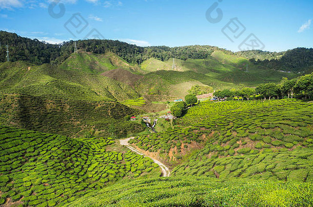 茶种植园卡梅隆高地马来西亚