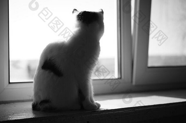 猫坐在阳光明媚的窗台上窗口照片