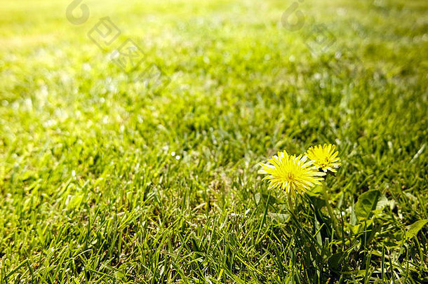 蒲公英日益增长的修剪整齐的花园草坪上持续的问题虽然日益增长的季节夏天