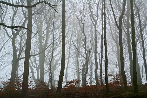 多雾的场景科布纳尔森林严重公园谢菲尔德南约克郡