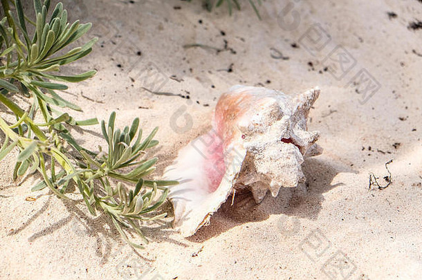 海蜗牛壳牌白色桑迪海滩开曼群岛岛