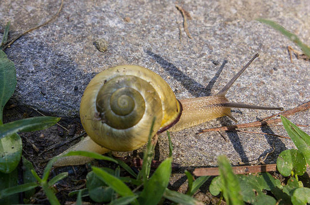 质量意大利8月黄色的蜗牛走草花园意大利