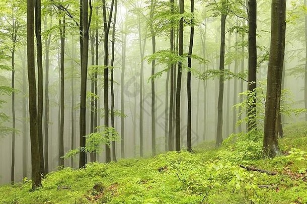 春天山毛榉森林山南部波兰的