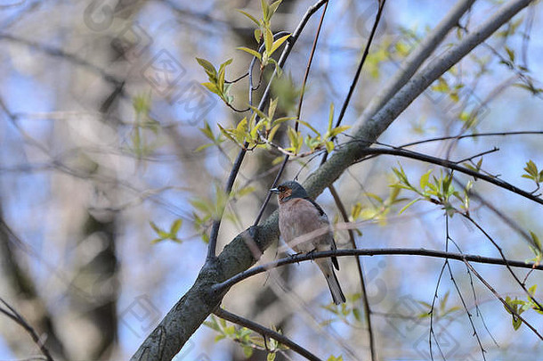 苍头燕雀坐着树春天森林