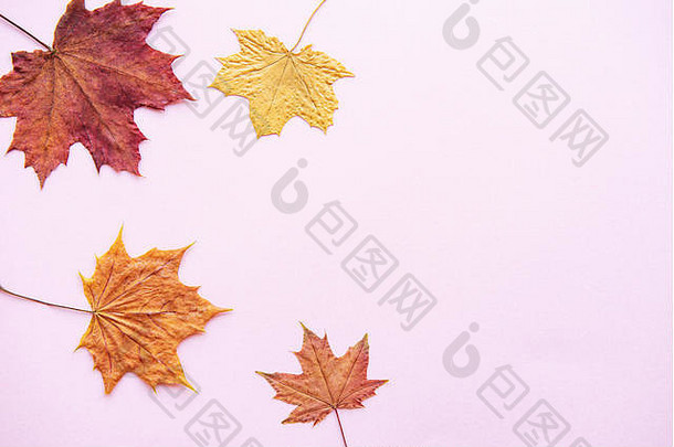 秋天作文干叶子粉红色的背景秋天秋天概念平躺前视图复制空间