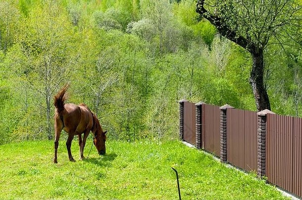 美丽的马啃食春天山温暖的太阳背景森林