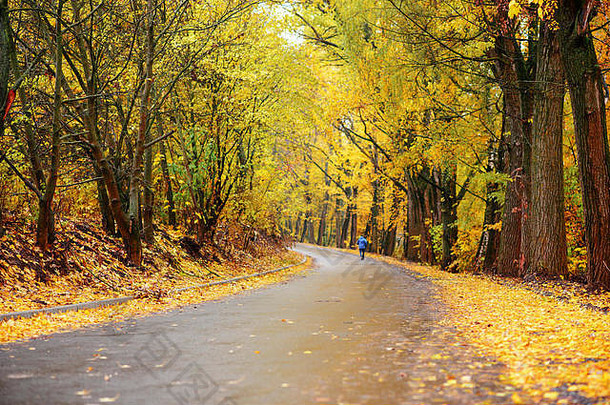 色彩斑斓的秋天景观森林路