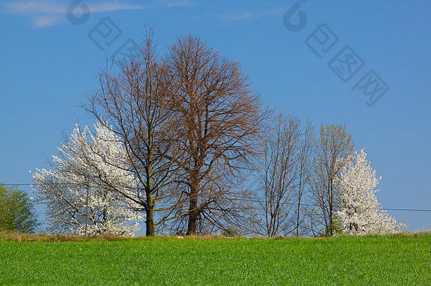 春天景观白色开花树蓝色的天空波兰神圣的交叉山