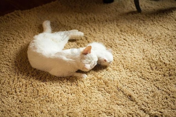 新生儿小猫时间吸猫牛奶眼睛关闭白化小猫完全白色猫给了出生小猫睡觉
