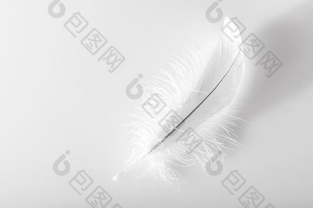 单精致的毛茸茸的白色鸟羽毛白色背景复制空间
