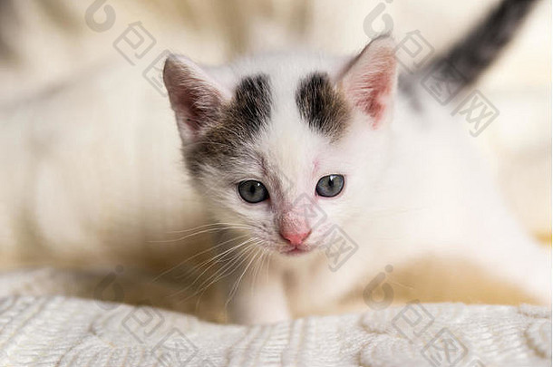 水平照片白色周tomcat小猫蓝色的眼睛黑暗点黑暗尾巴粉红色的鼻子猫站光