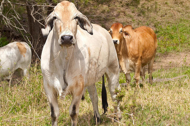 澳大利亚牛群牛引导布洛克牛婆罗门瘤牛牧场