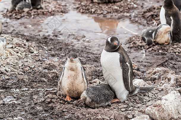 Gentoo企鹅小鸡殖民地奈科港口南极半岛安德沃德湾西海岸格雷厄姆土地