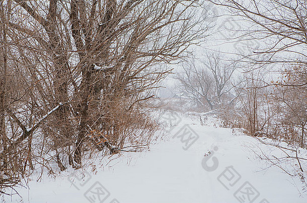 冬天景观松分支树雪
