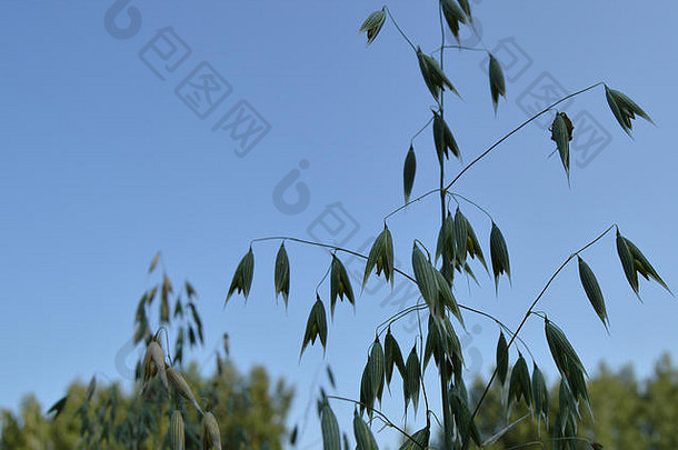 耳朵燕麦日益增长的绿色场背景蓝色的天空